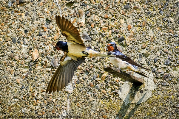 Swallow standing on a bracket on a wall while another takes flight at the Garrison, Shoeburyness, Essex. Picture Board by Peter Bolton