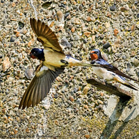 Buy canvas prints of Swallow standing on a bracket on a wall while another takes flight at the Garrison, Shoeburyness, Essex. by Peter Bolton