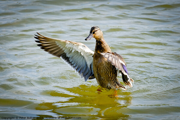 A mandarin duck lands on the lake at Gunners Park, Shoeburyness, Essex. Picture Board by Peter Bolton
