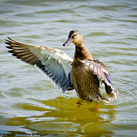 Buy canvas prints of A mandarin duck lands on the lake at Gunners Park, Shoeburyness, Essex. by Peter Bolton