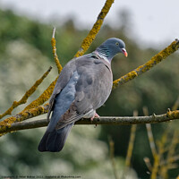 Buy canvas prints of Wood Pigeon at Gunners Park Nature reserve, Shoeburyness, Essex, UK. by Peter Bolton