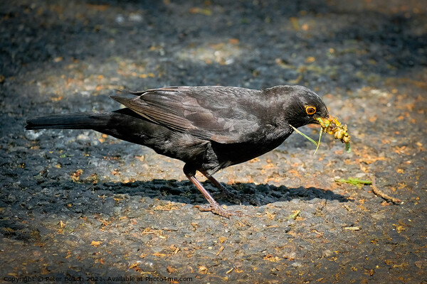 A blackbird with a collection of foraged food in its beak. Shoeburyness, Essex, UK. Picture Board by Peter Bolton