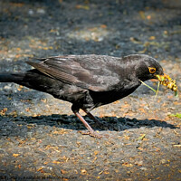 Buy canvas prints of A blackbird with a collection of foraged food in its beak. Shoeburyness, Essex, UK. by Peter Bolton