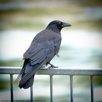 Buy canvas prints of Crow sitting on a seafront railing at The Garrison, Shoeburyness, Essex, UK. by Peter Bolton