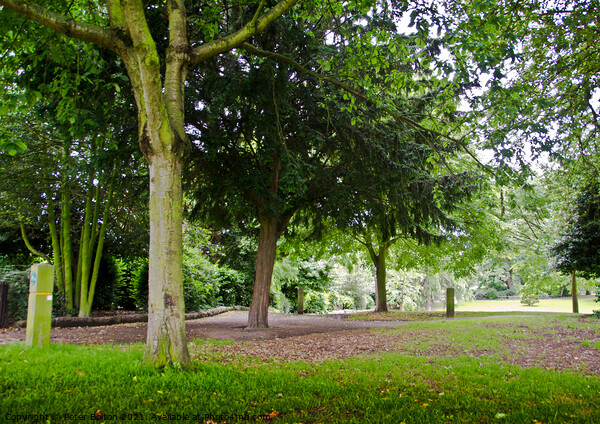 Woodland at Priory Park, Southend on Sea, Essex, UK Picture Board by Peter Bolton