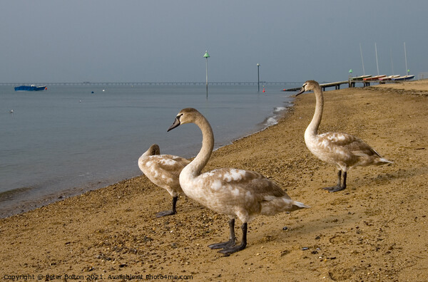 Mute Swan cygnets on the beach at Southend on Sea, Essex, UK. Picture Board by Peter Bolton