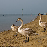 Buy canvas prints of Mute Swan cygnets on the beach at Southend on Sea, Essex, UK. by Peter Bolton