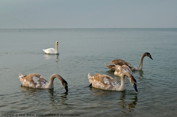 Mute Swan parent and cygnets in the sea at Southend on Sea, Essex, UK. Picture Board by Peter Bolton