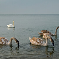 Buy canvas prints of Mute Swan parent and cygnets in the sea at Southend on Sea, Essex, UK. by Peter Bolton