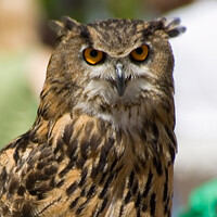 Buy canvas prints of Portrait of an Eagle Owl. by Peter Bolton