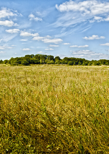 A field of hay at Bradwell, Essex, UK. Picture Board by Peter Bolton