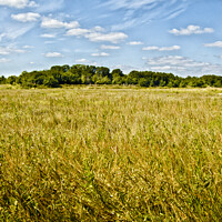 Buy canvas prints of A field of hay at Bradwell, Essex, UK. by Peter Bolton