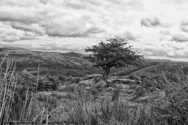 Dartmoor, Devon, in black and white. Picture Board by Peter Bolton