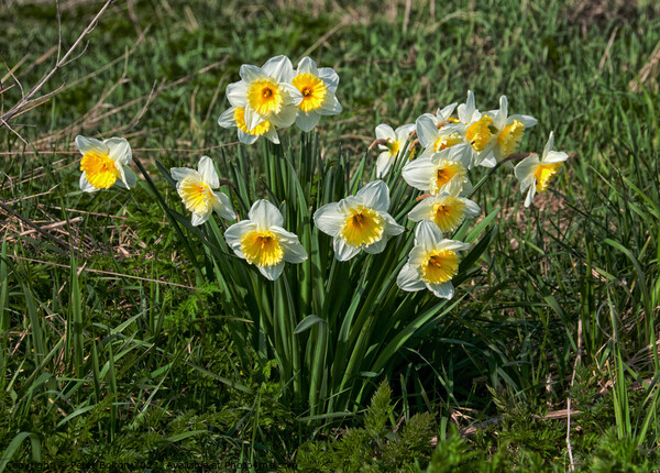 Daffodils at Two Tree Island, Essex, UK Picture Board by Peter Bolton