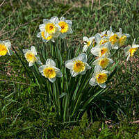 Buy canvas prints of Daffodils at Two Tree Island, Essex, UK by Peter Bolton