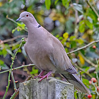 Buy canvas prints of Collared Dove (Streptopelia decaocto). by Peter Bolton