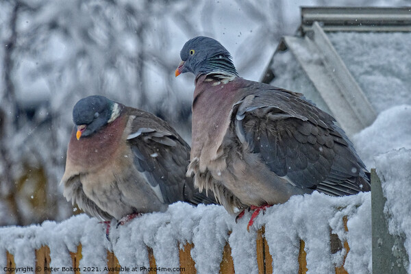 A pair of Wood Pigeons (Columba palumbus) in the snow. Picture Board by Peter Bolton