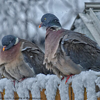 Buy canvas prints of A pair of Wood Pigeons (Columba palumbus) in the snow. by Peter Bolton