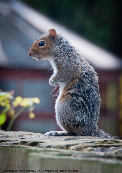 Grey Squirrel (Sciurus carolinensis) Picture Board by Peter Bolton