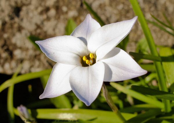 Flower 'Spring Starflower' (Tristagama uniflorum). Picture Board by Peter Bolton