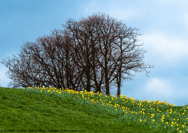 Spring daffodils on the cliffs at Southend on Sea, Essex. Picture Board by Peter Bolton