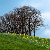 Buy canvas prints of Spring daffodils on the cliffs at Southend on Sea, Essex. by Peter Bolton