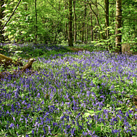 Buy canvas prints of Bluebells at Norsey Wood, Billericay, Essex, UK. by Peter Bolton
