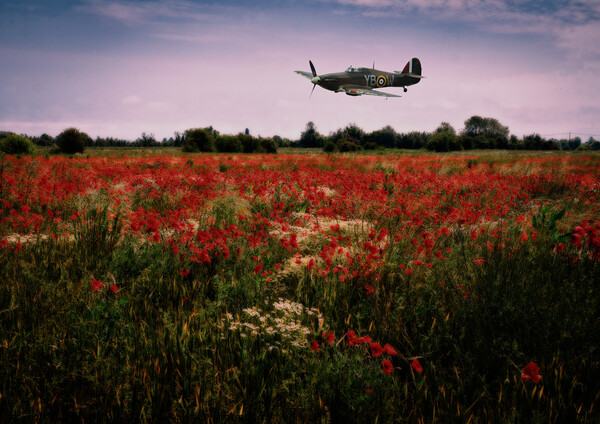 Hawker Hurricane flying low over a field of poppies at dusk. Digital art. Picture Board by Peter Bolton