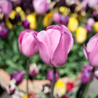 Buy canvas prints of Tulips by Peter Bolton