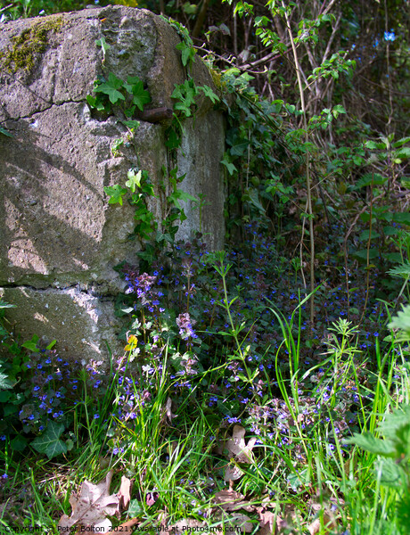 Corner of a rock garden with wild flowers and ivy growing up the rock. Picture Board by Peter Bolton