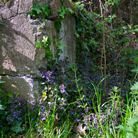 Buy canvas prints of Corner of a rock garden with wild flowers and ivy growing up the rock. by Peter Bolton