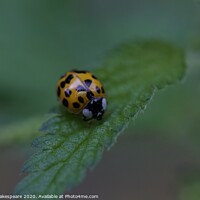 Buy canvas prints of A close up of a ladybird by Tom Shakespeare