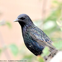 Buy canvas prints of The Starling by Carla Maloco