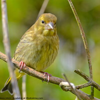 Buy canvas prints of A Greenfinch by Carla Maloco