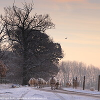 Buy canvas prints of Sheep on the road though Fawsley by Angela Redrupp