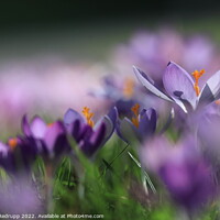 Buy canvas prints of Purple crocus in the morning sun by Angela Redrupp