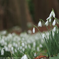 Buy canvas prints of Snowdrops in woodland by Angela Redrupp