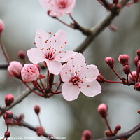 Buy canvas prints of Buds and blossom by Angela Redrupp