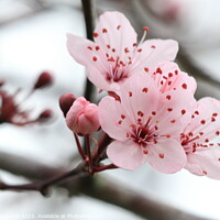 Buy canvas prints of Cherry blossom by Angela Redrupp