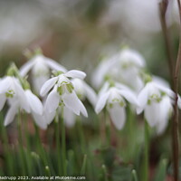 Buy canvas prints of Close up of snowdrops by Angela Redrupp
