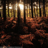 Buy canvas prints of Woodland autumn sun by Angela Redrupp