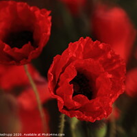 Buy canvas prints of Poppies by Angela Redrupp