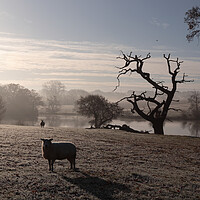 Buy canvas prints of Sheep by the lake in the morning frost by Angela Redrupp