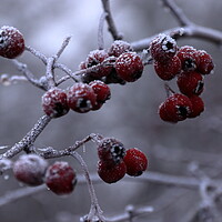 Buy canvas prints of Frosty berries by Angela Redrupp