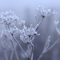 Buy canvas prints of seed head in the frost 1 by Angela Redrupp