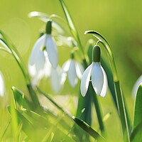 Buy canvas prints of Snowdrops 1 by Angela Redrupp