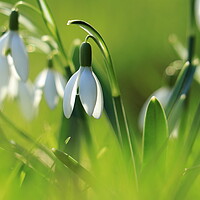 Buy canvas prints of Snowdrops 2 by Angela Redrupp
