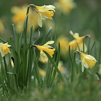 Buy canvas prints of Daffodils 1 by Angela Redrupp