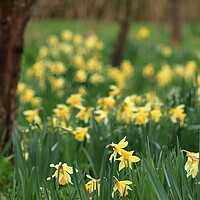Buy canvas prints of Daffodils 2 by Angela Redrupp