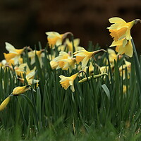 Buy canvas prints of Daffodils 3 by Angela Redrupp
